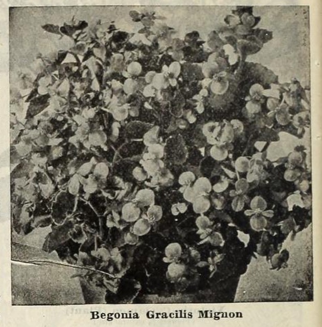 B. ‘Gracilis Mignon’